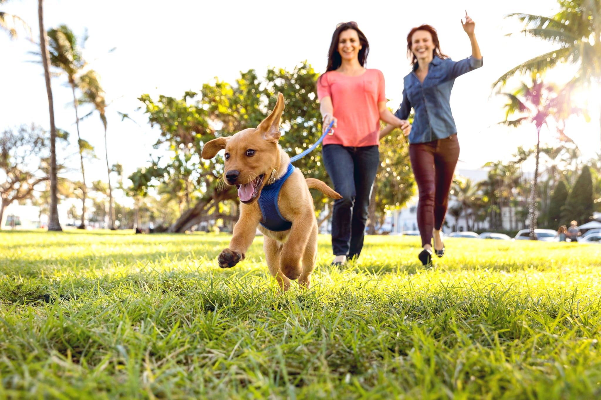 is walking a dog good exercise