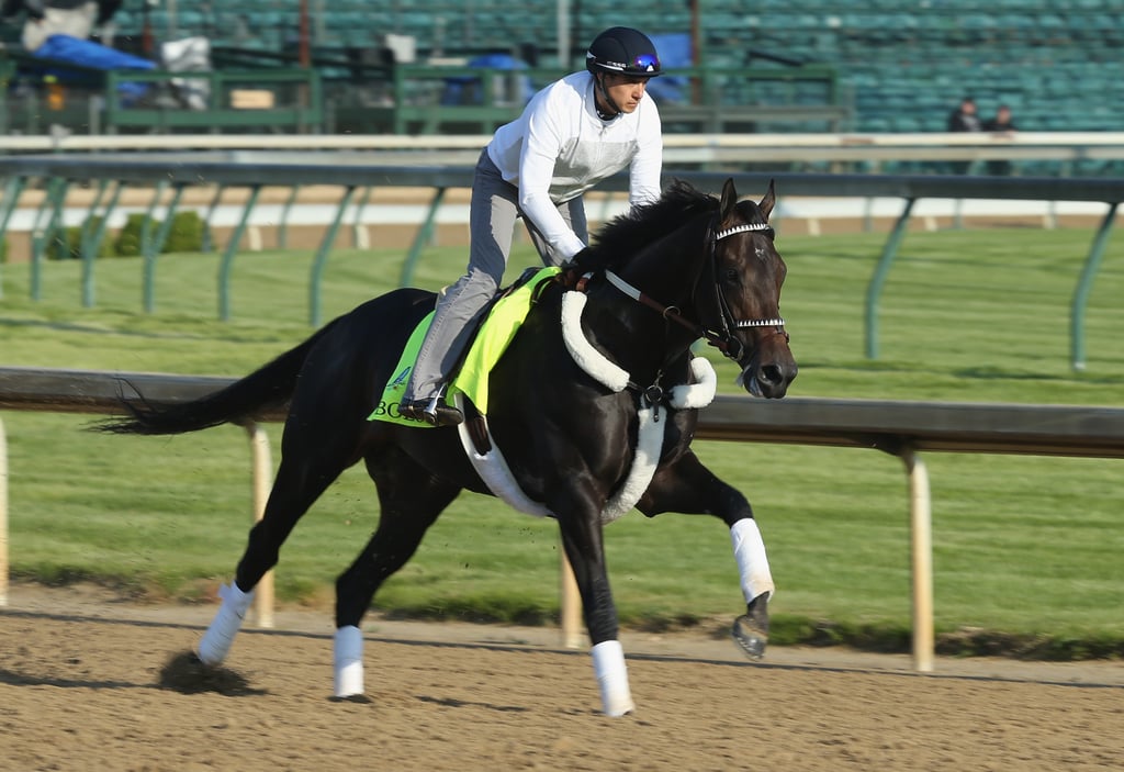 Bolo Kentucky Derby Horses 2015 POPSUGAR Pets Photo 10