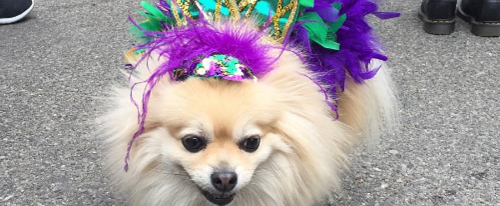 Halloween Events For Dogs