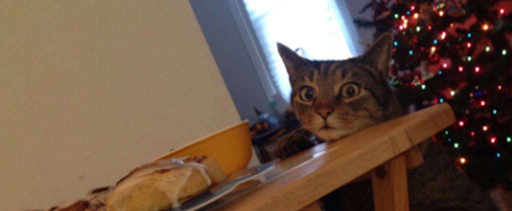 Cat Steals a Cinnamon Bun