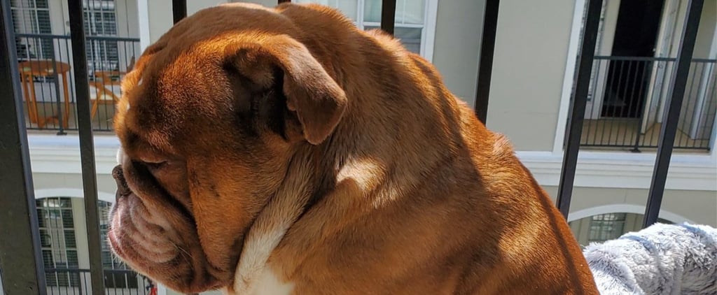 Photos of Big Poppa the Bulldog Sad About Social Distancing