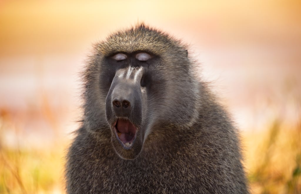 This baboon who starts every morning with a mantra meditation.