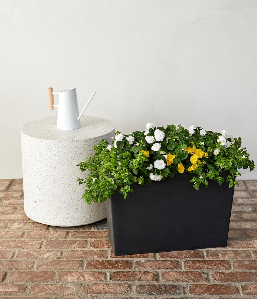 White Impatiens, White Torenia, and Yellow Begonia Combination Kit