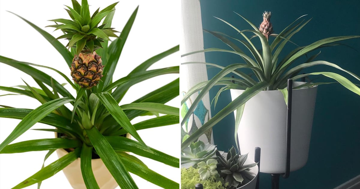 legaal Attent passagier Home Depot Will Deliver Pineapple Plants to Your House | POPSUGAR Home