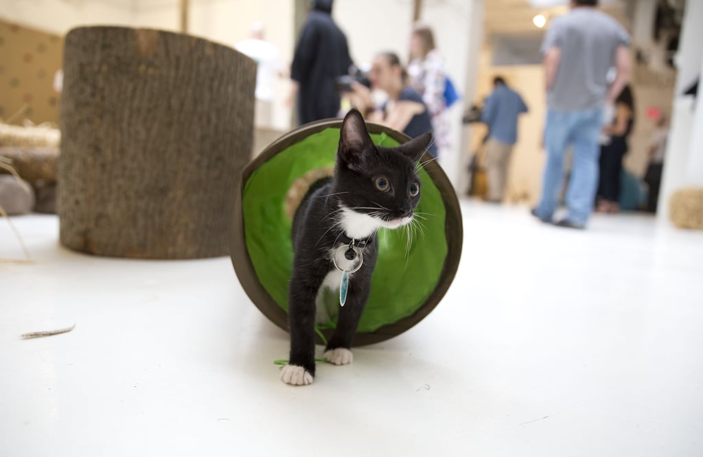 Purina ONE Cat Camp
