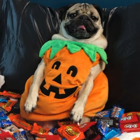 Doug the Pug Celebrating Halloween in a Pumpkin Costume