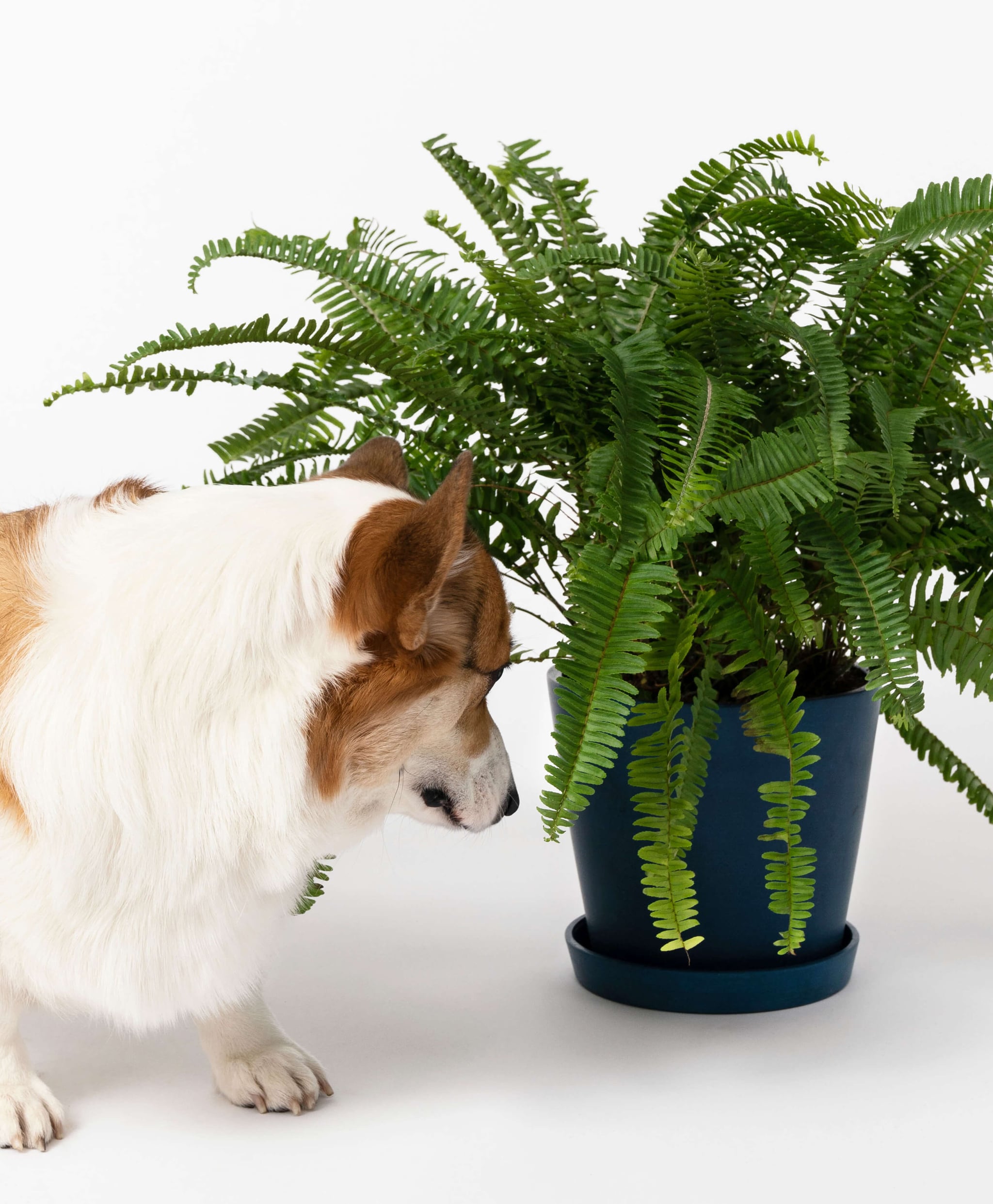 Potted Kimberly Queen Fern Indoor Plant My Cat Chews On Plants