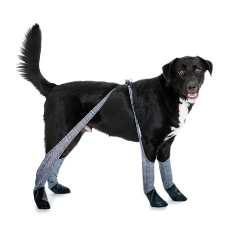 Leggings For Dogs POPSUGAR Family Photo 4