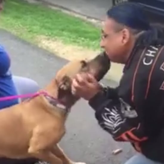 Stolen Dog Reunited With Owner After 2 Years | Video