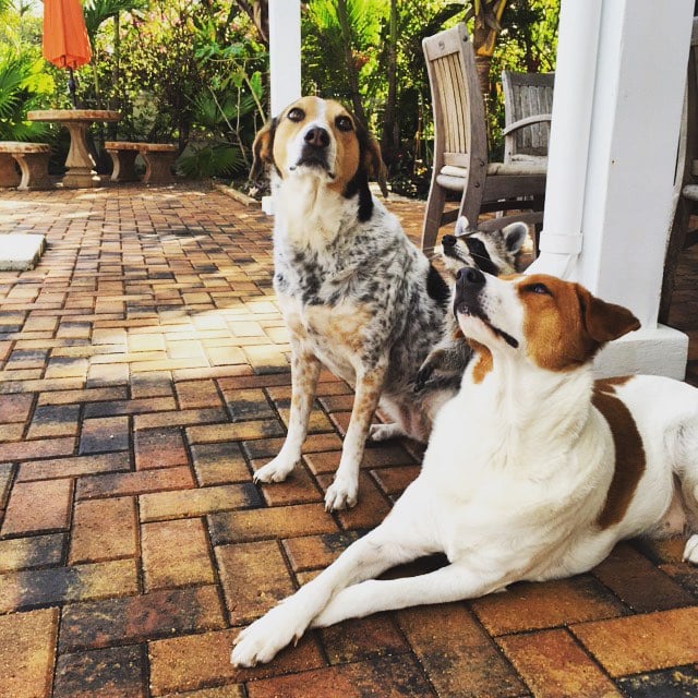 Raccoon That Lives With Dogs | Instagram