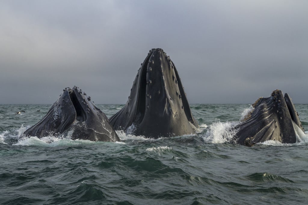 Humpback whales feeding as a pod off the coast of Monterey, CA.