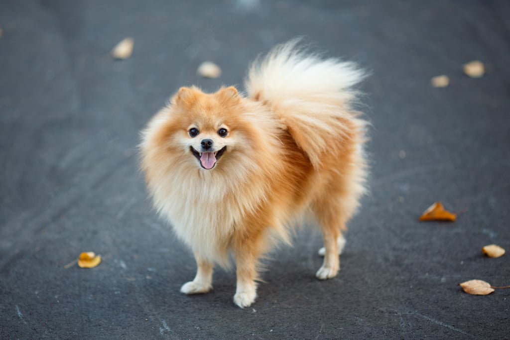 Cute Pomeranian Pictures