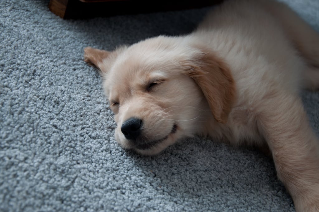 One tuckered-out pup.
Source: Flickr user qJake