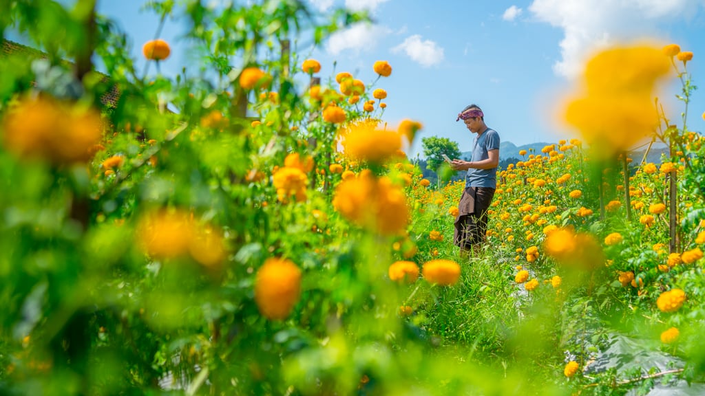 Best Places to See Spring Flowers