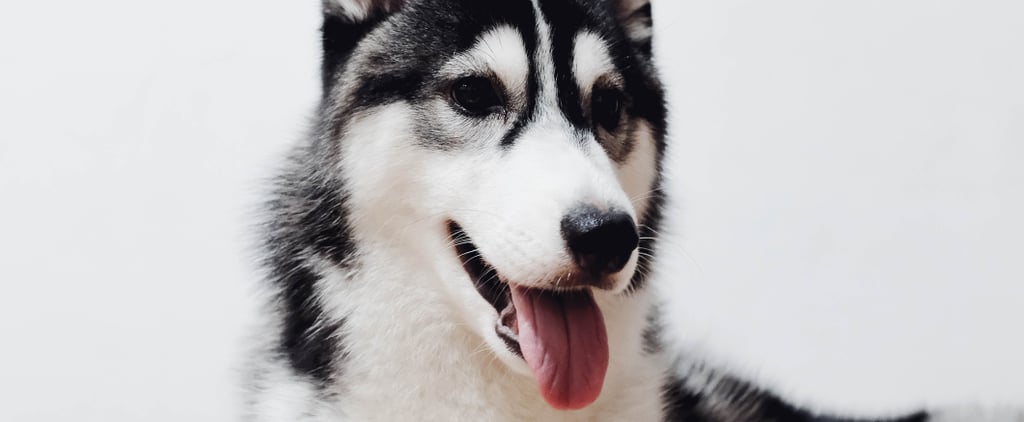 Essay About Not Liking All Dogs