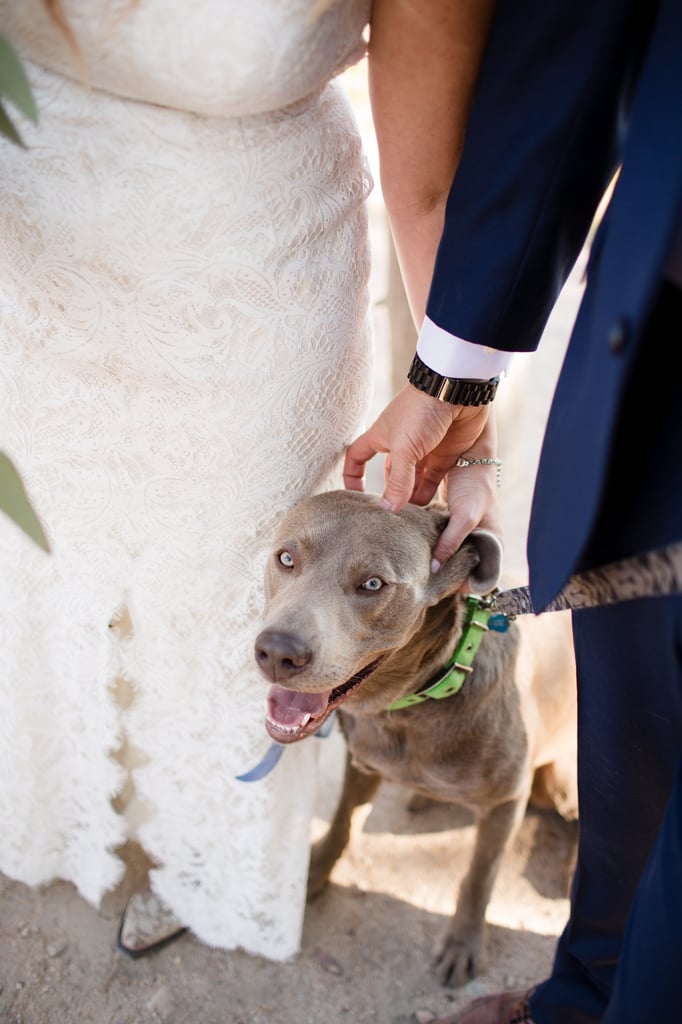 Dogs in Weddings