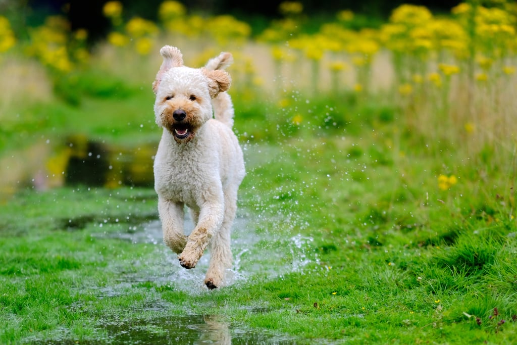 Cute Pictures of Labradoodles