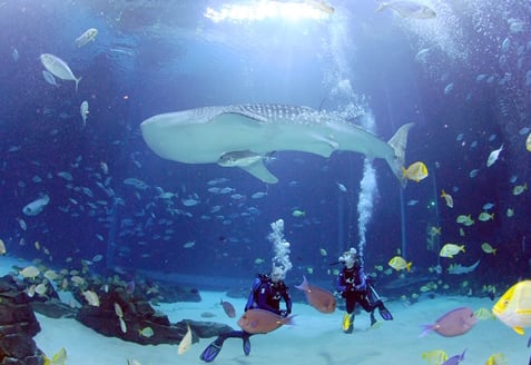Swim With Sharks