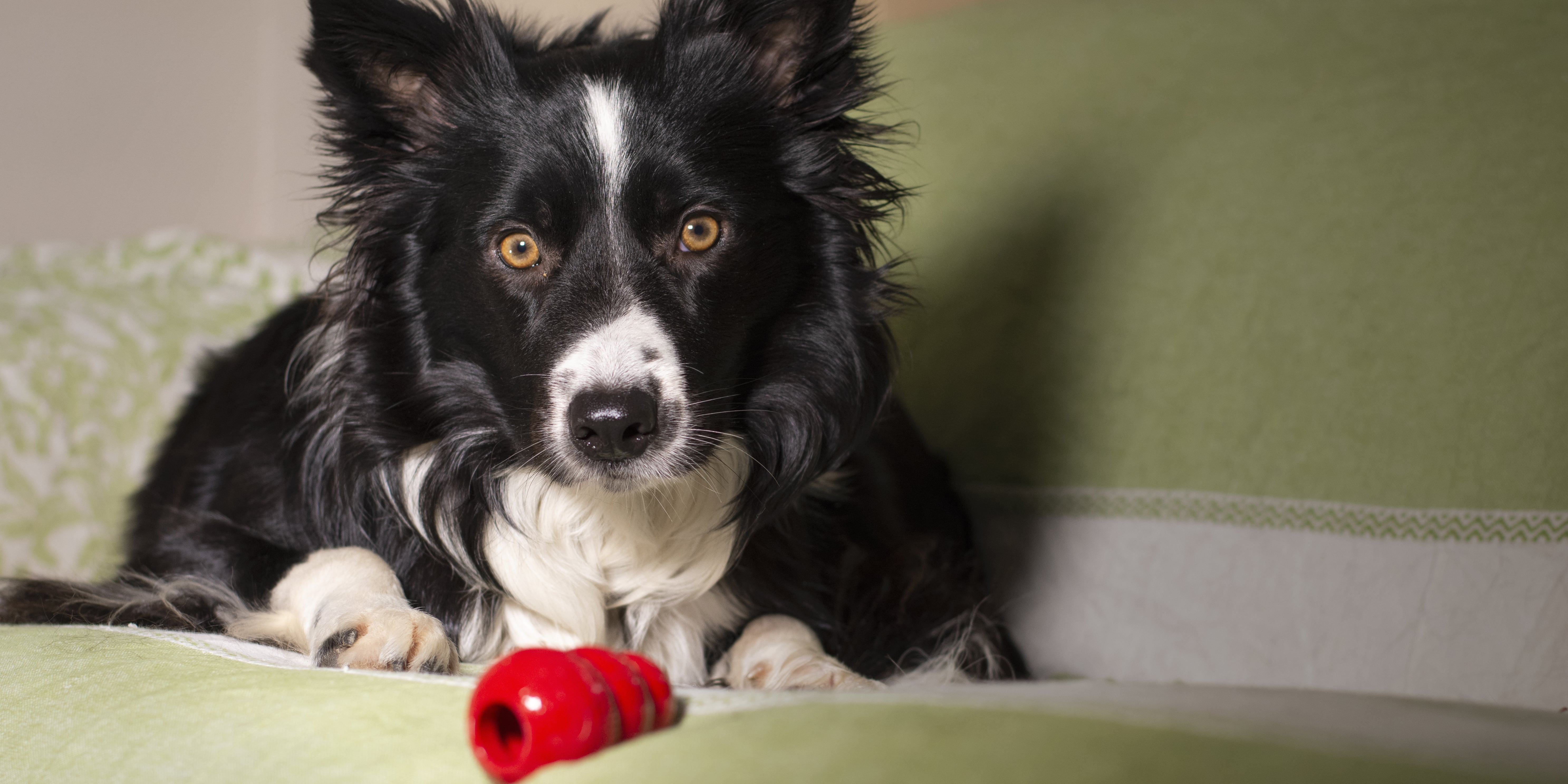 Granulated rawhide deals