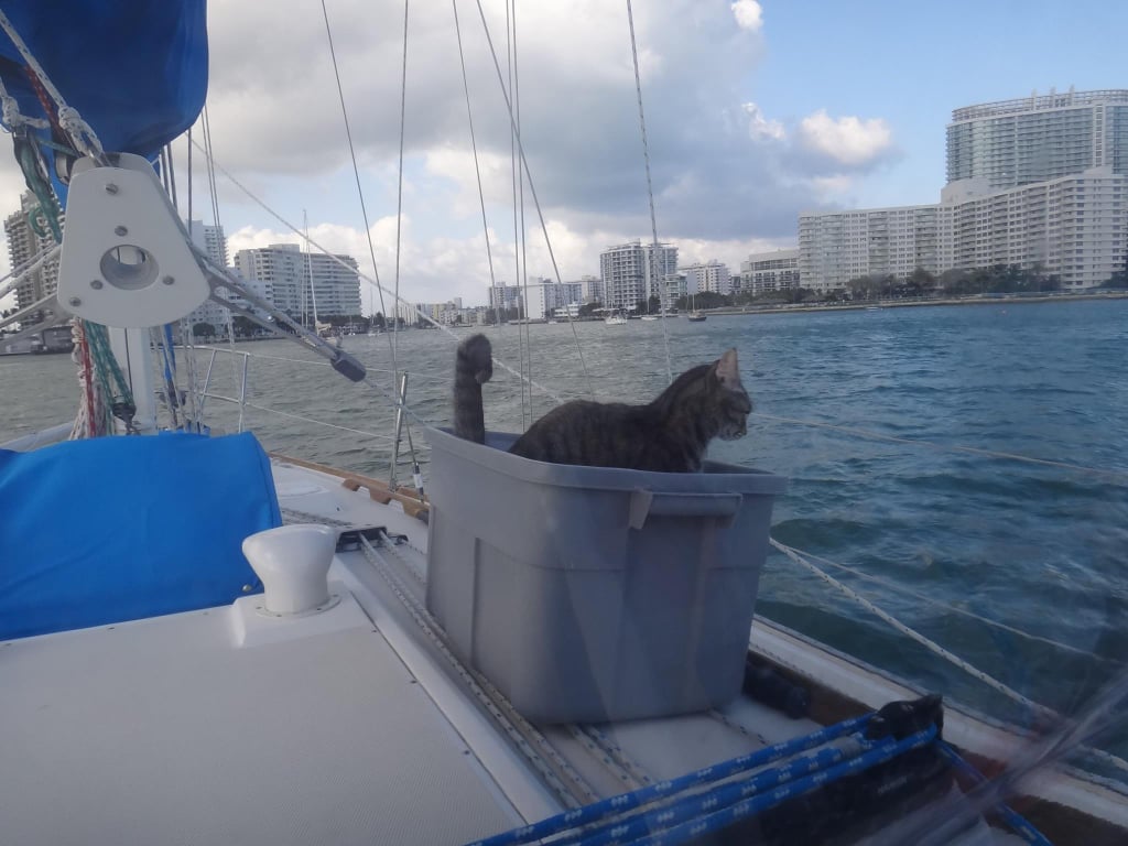 Couple Quits Jobs to Sail the World With Their Cat