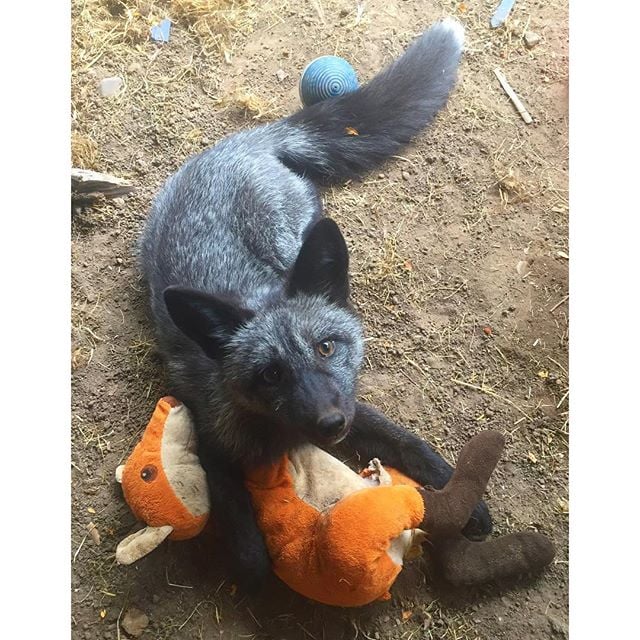 Dogs Cats And Other Pets This Rescued Baby Fox Will Make Your