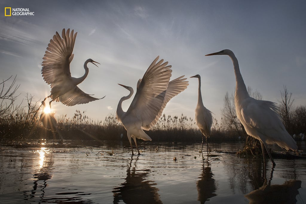 Action, Third Place — Great Egrets Take Flight