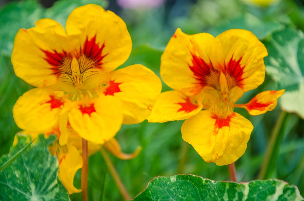 Nasturtium