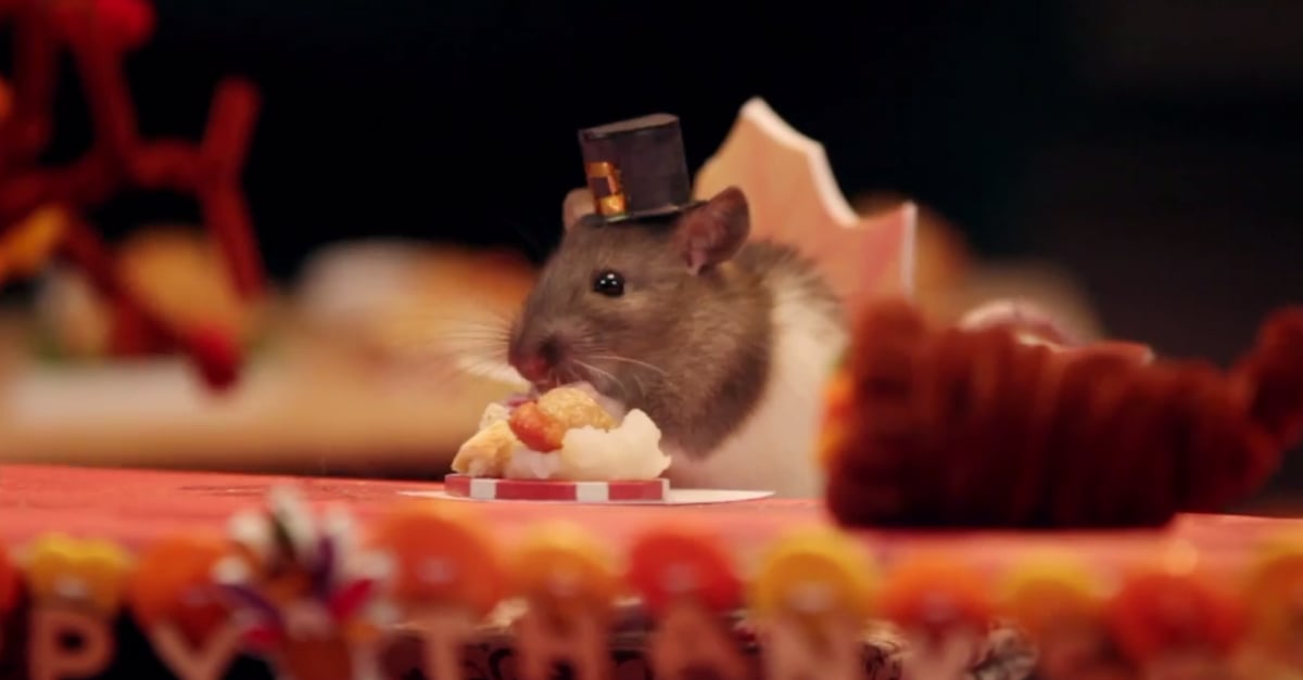 Hamster Eating Tiny Thanksgiving Dinner Video POPSUGAR Food
