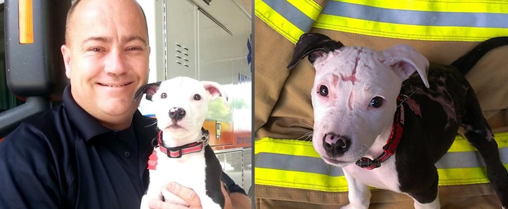 Puppy Adopted by Firefighter (Video)