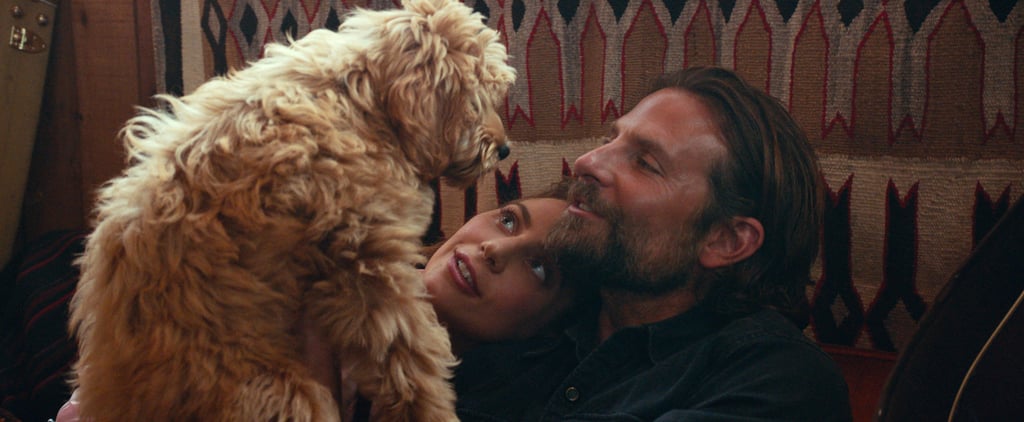 Is Bradley Cooper's Dog in A Star Is Born?
