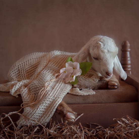 Photos of Newborn Baby Goats