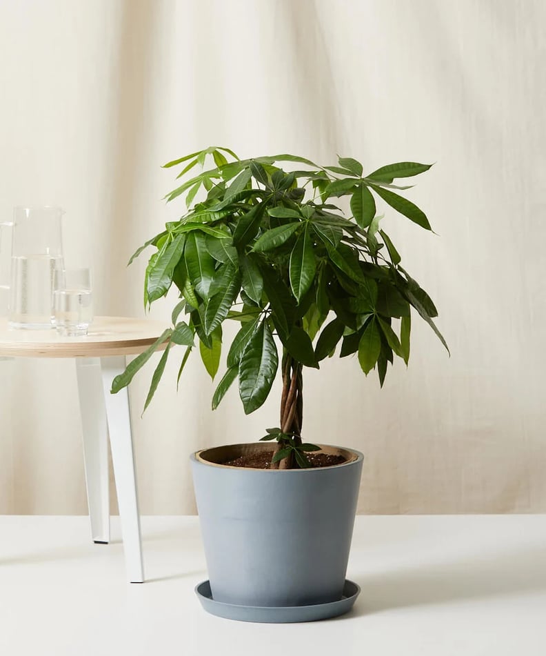 For Cleaner Air: Bloomscape Large Potted Money Tree