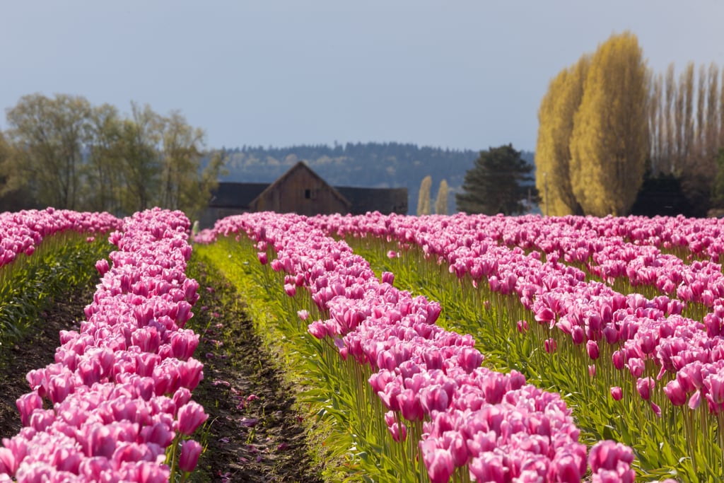 Best Places to See Spring Flowers