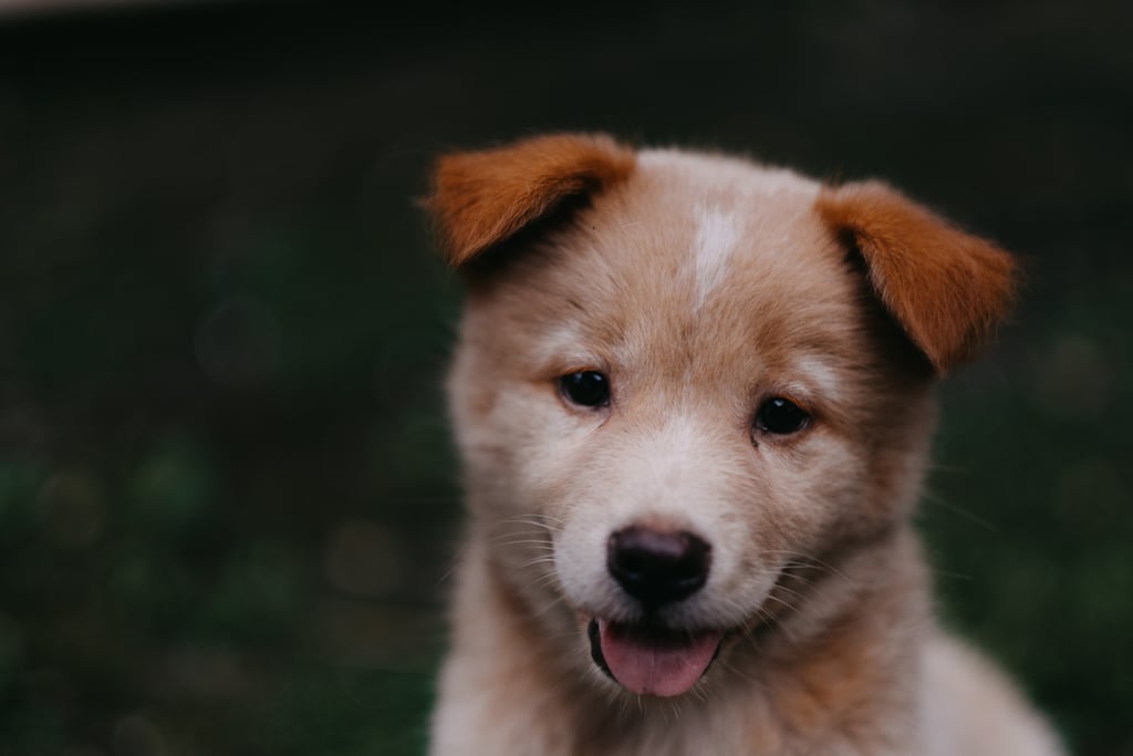 Cute Pictures of Puppies