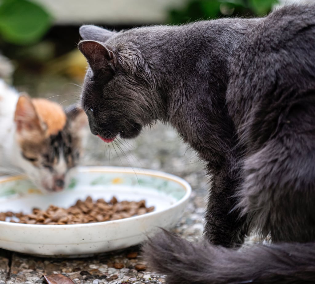 Feed them topnotch food. How to Show Your Pet You Appreciate Them