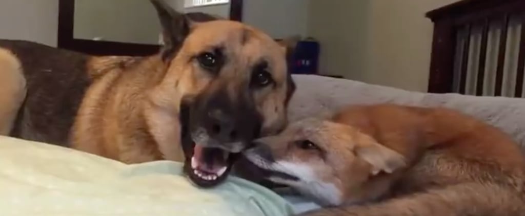 Dog and Fox Friends | Video