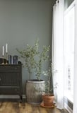 Plants Should Decorating With, According