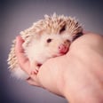 Darcy the Hedgehog Makes Everything Better
