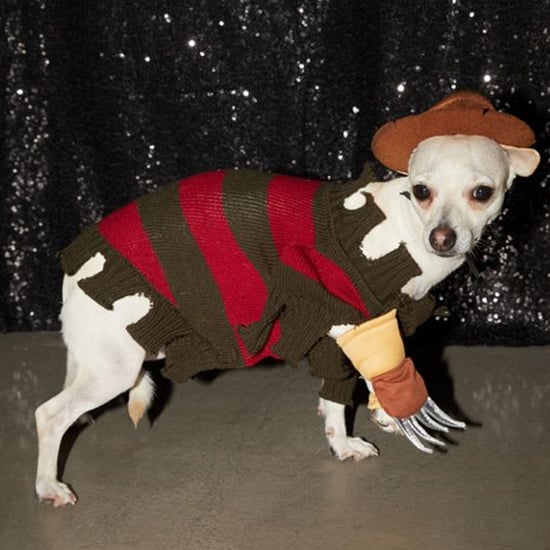 Freddy Krueger Halloween Costume For Dogs