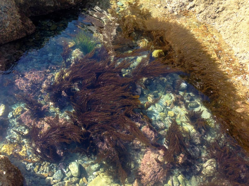 Abalone Cove Tide Pools