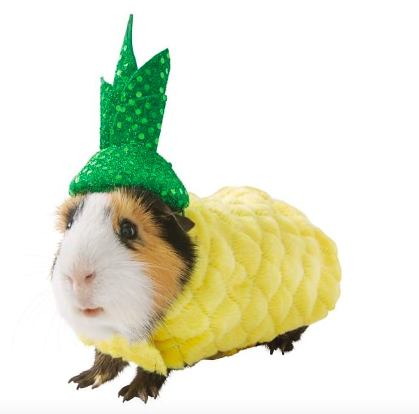 Thrills Chills Small Pet Costume Pineapple Guinea Pig Halloween Costumes Popsugar Australia Pets Photo 5