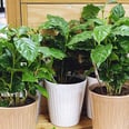 Coffee Plants Are Comin' in Hot This Year, and Trader Joe's Is Selling Them For $8