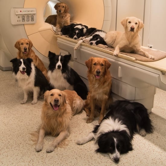 Brain Scans Reveal What Dogs Think of Us
