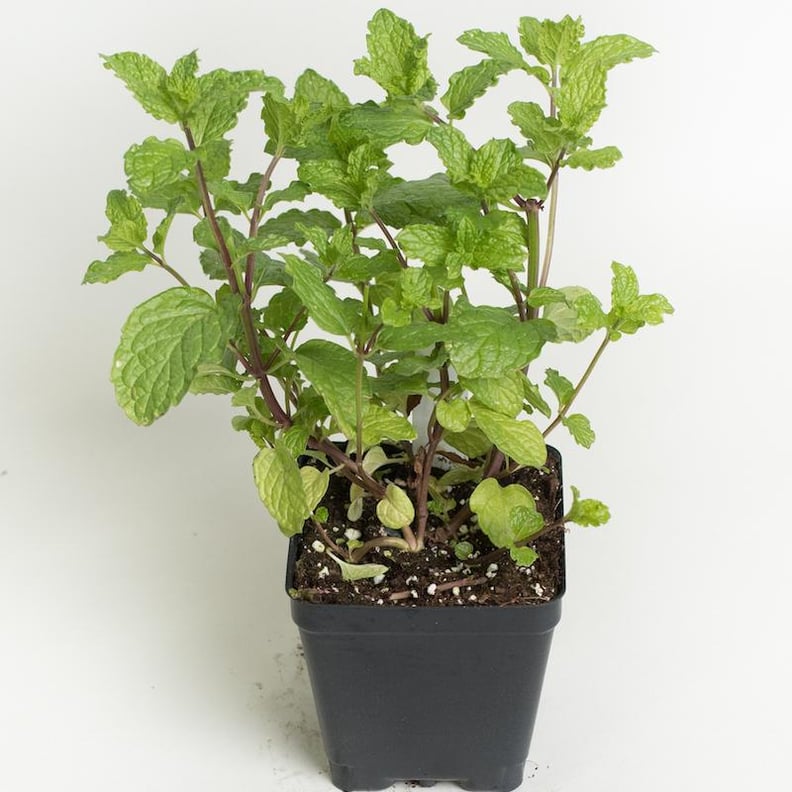 Mint Plant