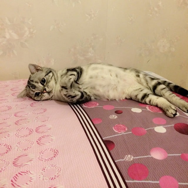 Saddest Cat on the Internet | Pictures