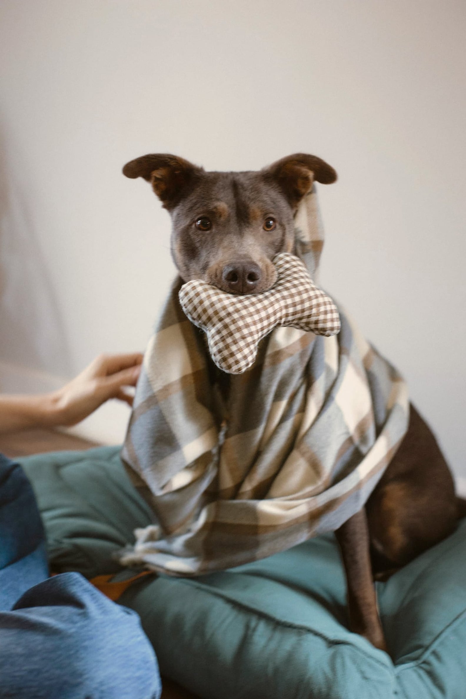 Zara Pet Collection PS Pets