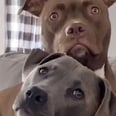 I Can't Stop Laughing at These 2 Dogs Reacting to Their Owner Saying Their Favorite Words