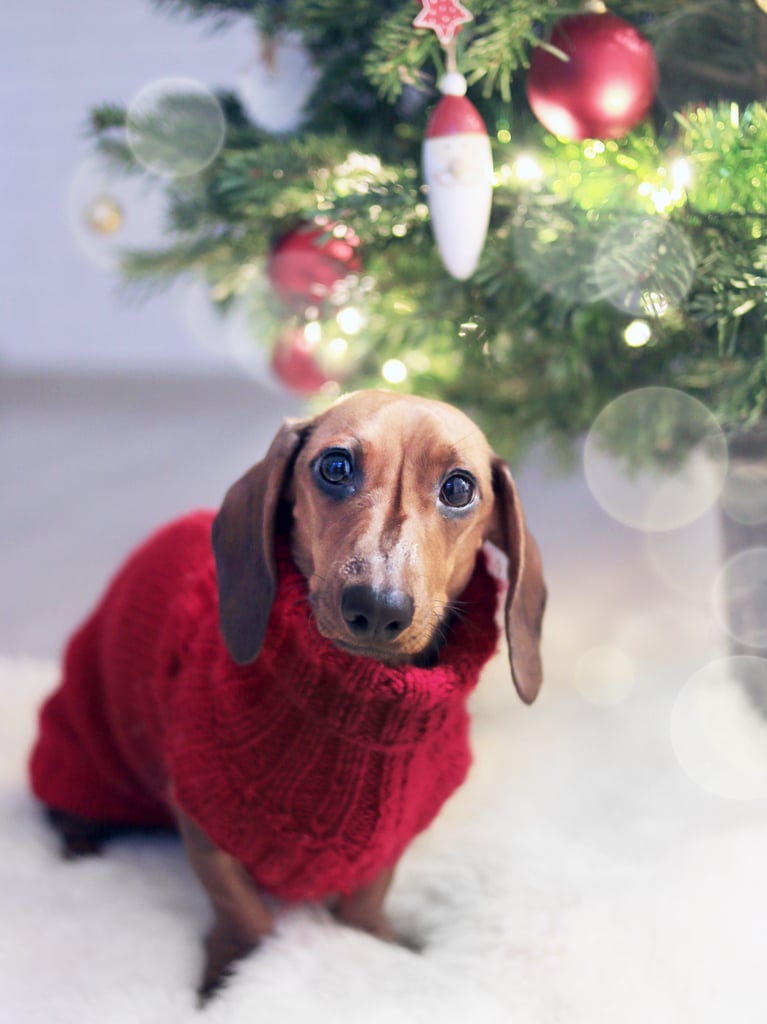 Cute Photos of Dogs in the Winter | POPSUGAR Pets Photo 11