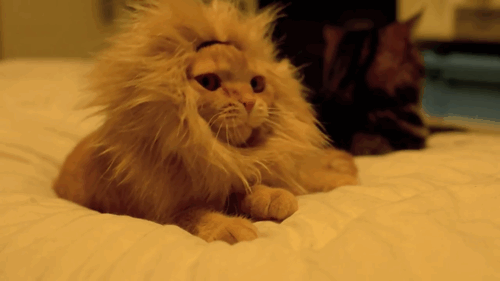 Lion-cat-cutest-cat.gif
