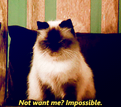 Sassy the Cat Is Like, "LOL That Would Never Happen"